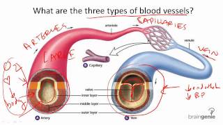 872 Blood Vessel Structure and Function [upl. by Normy]