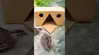 Creative Design Bird Trap Use Cardboardshort [upl. by Lorenz]