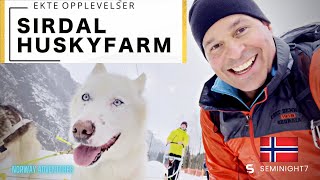 Sirdal Husky Farm  Ekte Oppleveser  Norway Adventures [upl. by Hadik]