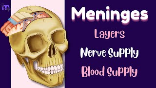 Meninges  Layers  Functions  Nerve amp Blood Supply  Clinical conditions  Anatomy  Animated [upl. by Leopold]