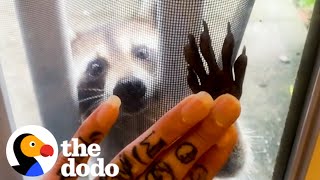 Raccoon Brings Her Babies To Meet Her Human Best Friend Every Year  The Dodo [upl. by Patten]