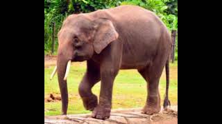 Borneo Pygmy Elephant Sound Effects 🐘 🔊 [upl. by Anahoj]