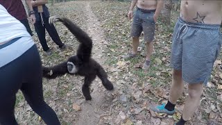 Gibbon Stealing Our Bananas Susa Waterfall Mae Hong Son Thailand [upl. by Waldman]