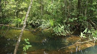 Cryptocoryne yurithiae Rasbora agilis and Boraras maculatus in Lingga island [upl. by Virgilio160]