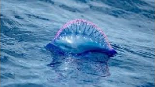 Portuguese Man of War [upl. by Anir657]