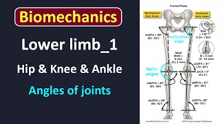 Biomechanics of lower limb LEC1 [upl. by Breh860]