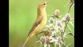 Getting to grips with warblers 1 Chiffchaff Vs Willow Warbler [upl. by Levinson150]