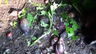 Pig Waste amp Snail Farming with Arrey Ivo mp4 [upl. by Harewood]