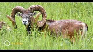 Mouflon in Austria and Slovakia [upl. by Assili]