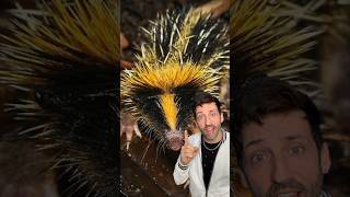 The lowland streaked tenrec is a real life pokemon 👀 [upl. by Anelis]