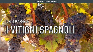 I vitigni spagnoli  Tannico Flying School [upl. by Chaddy]