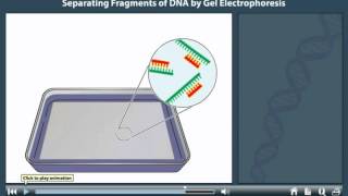 Gel electrophoresis animation [upl. by Agemo]