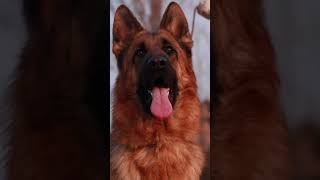 GSD training dog 13 malinois becgiegermanshepherd chó pets dog [upl. by Alysia]