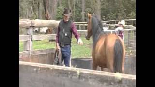 Saving Australias brumbies wild horses from aerial shooters [upl. by Felise591]