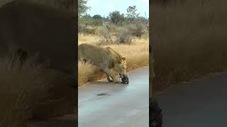 A Wild Dog Pup’s Unfortunate Encounter with Lions [upl. by Anauqat]