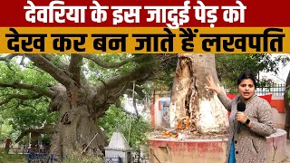 Parijat Tree Deoria  देवरहा बाबा की आश्रम में है 200 वर्ष पुराना पारिजात का जादुई पेड़ [upl. by Davey536]