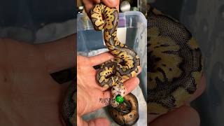 Getting ready to shed molinarosnakelab snakes reptiles ballpythonbreeding royalpythonbreeding [upl. by Chance]