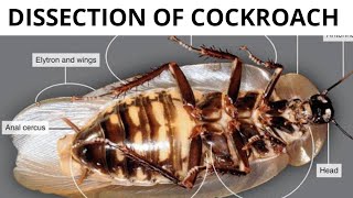 Dissection of cockroach performed by students  class 11th biology  Must Watch 🧐 [upl. by Saxe]