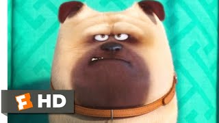 The Secret Life of Pets  Home Alone Scene  Fandango Family [upl. by Nylcsoj]