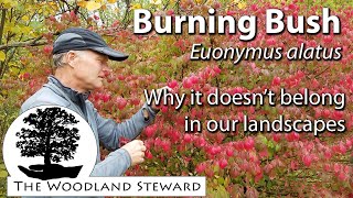 Burning Bush Euonymus alatus – Why it doesn’t belong in our landscapes [upl. by Allemat]