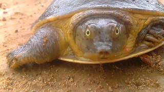 Funniest Turtle found in River  ಆಮೆ [upl. by Leanatan]