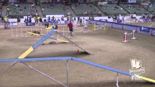 Agility Boxer Ryker at the 2015 AKC NAC [upl. by Sreip]