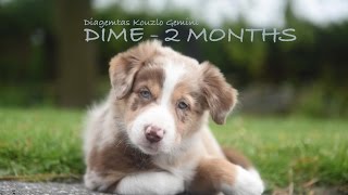 Border Collie Puppy Dime WELCOME HOME  Adventures With Millie [upl. by Okechuku]