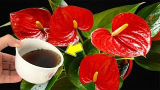 Just Pour Once Weak Anthurium Immediately Grows 1001 New Roots And Flower Branches [upl. by Snook323]