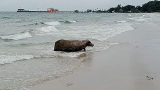 Buffalo in the field [upl. by Alanson]