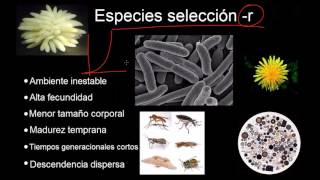 Estrategas r y K  Ecología  Biología  Khan Academy en Español [upl. by Sekofski]