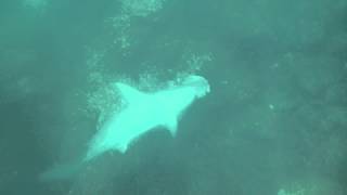 Snorkelling Encounter with Hammerhead Shark in Galapagos [upl. by Hanej]