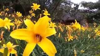 Orange daylily Hemerocallis fulva and Bumblebees [upl. by Latin]