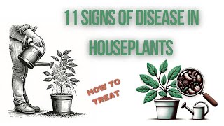 11 Signs of Disease in Houseplants and How to Treat Them [upl. by Rochell]