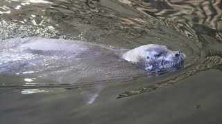 Phoque Barbu amp Phoques Annelé  Bearded Seal amp Ringed Seals  Oceanopolis Brest [upl. by Frodi]