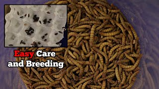 Meal Worm Care and Breeding [upl. by Celeste750]