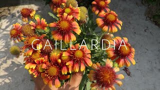 Gaillardia Flower  Blanket Flower Gaillardia Plant Care [upl. by Flossie]