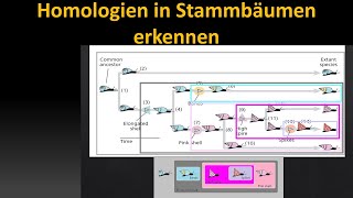 Kladistik Tutorial 3 Homologie und verschachtelte Hierarchie [upl. by Erminna]