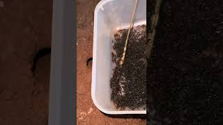 Using ants for catching cricket insect at night shorts [upl. by Wight]