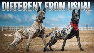 10 Most Unusual Variations of Dog Breeds [upl. by Neirol]