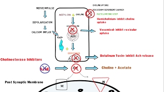 Synthesis Storage and Release of Acetylcholine [upl. by Jacqui]