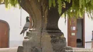 Santa Cruz de La Palma lazy afternoon [upl. by Bradstreet]