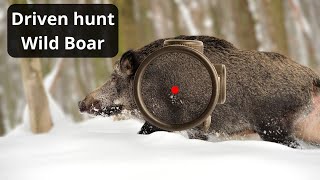 Wild Boar Hunting Unforgettable Driven Hunt Moments [upl. by Swisher]