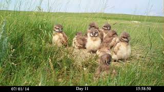 Growing Up with Burrowing Owls [upl. by Yrelle77]