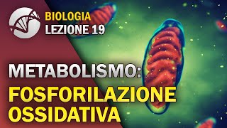 BIOLOGIA  Lezione 19  Fosforilazione Ossidativa  Metabolismo Cellulare [upl. by Yves]