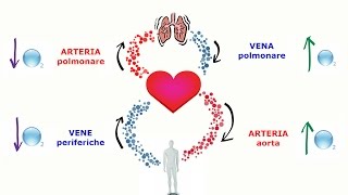 Cuore Arterie Vene il circolo sanguigno [upl. by Aihtebat]