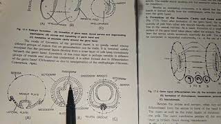 Early Embryonic Development In Insects [upl. by Nnaael918]