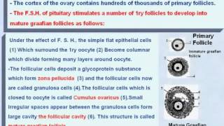 8 General Embryology The Development of the Graafian Follicle [upl. by Beka]