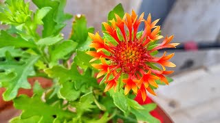 How to Grow and Care Gaillardia Blanket Flower Plant  Fun Gardening [upl. by Aicitan]