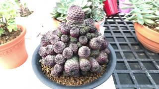 Sulcorebutia rauschii 仙人掌圖鑑 紫麗丸 [upl. by Gleich468]