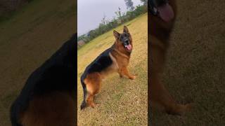 GSD training dog malinois becgiegermanshepherd chó pets dog [upl. by Parke992]